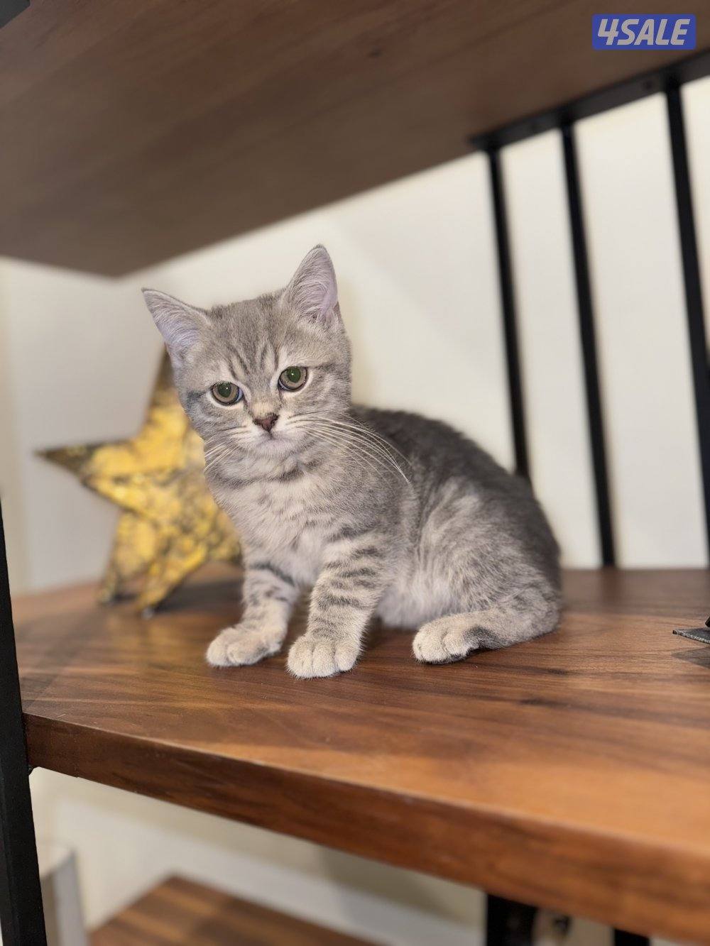 كتن سكوتش فولد عمره شهرين ونص و سكوتش ستريت شورت هير عمرهم شهرين ونص2