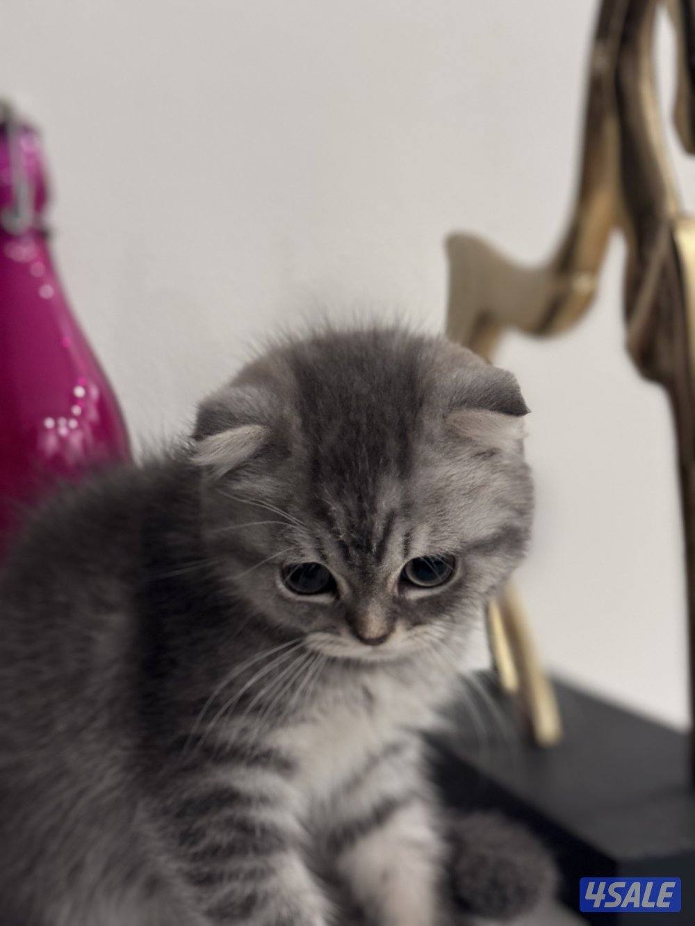 كتن سكوتش فولد عمره شهرين ونص و سكوتش ستريت شورت هير عمرهم شهرين ونص3