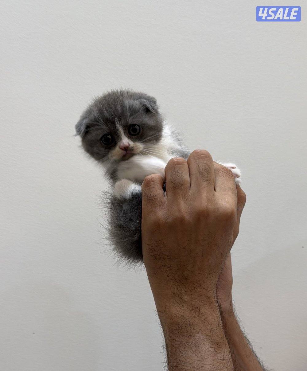 سكوتش شورت هير ،،،اقزام،،،التوصيل خلال ساعه ،،، بيووووور3