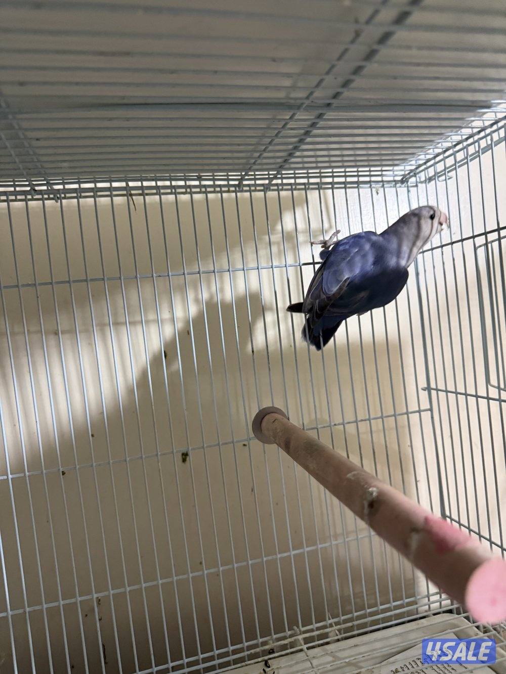 للبيع زوج لوف بيرد شرط انتاج وصحه للبيع بدون القفص منتجين من قبل0