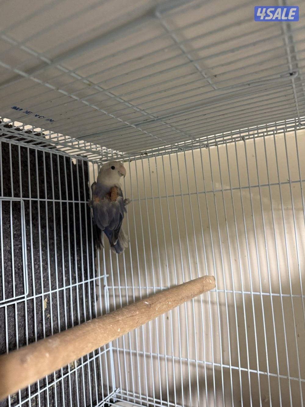 للبيع زوج لوف بيرد شرط انتاج وصحه للبيع بدون القفص منتجين من قبل1