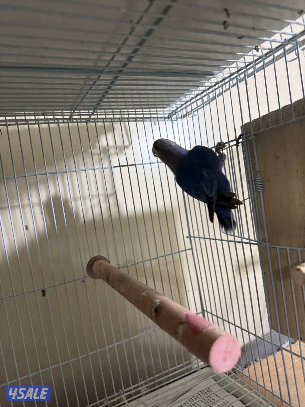 للبيع زوج لوف بيرد شرط انتاج وصحه للبيع بدون القفص منتجين من قبل2