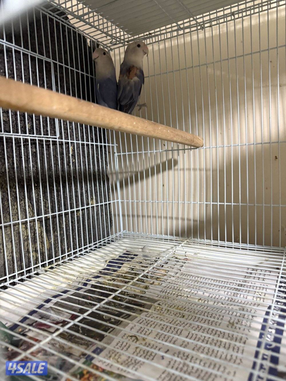للبيع زوج لوف بيرد شرط انتاج وصحه للبيع بدون القفص منتجين من قبل3