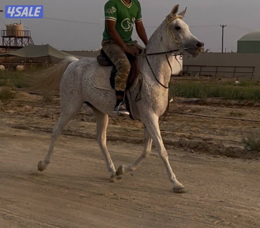للبيع فرس1