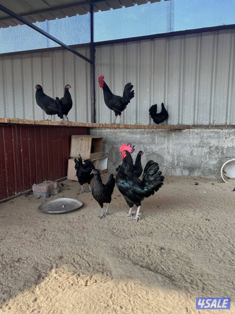 للبيع مجموعه من ٧ دجاجات و٢ دياجه1