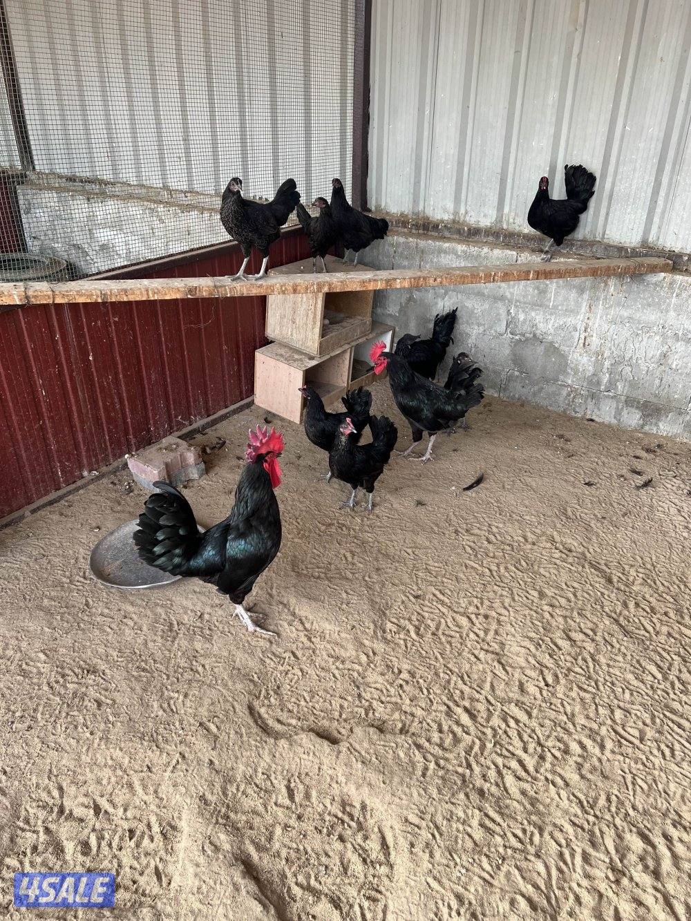 للبيع مجموعه من ٧ دجاجات و٢ دياجه2