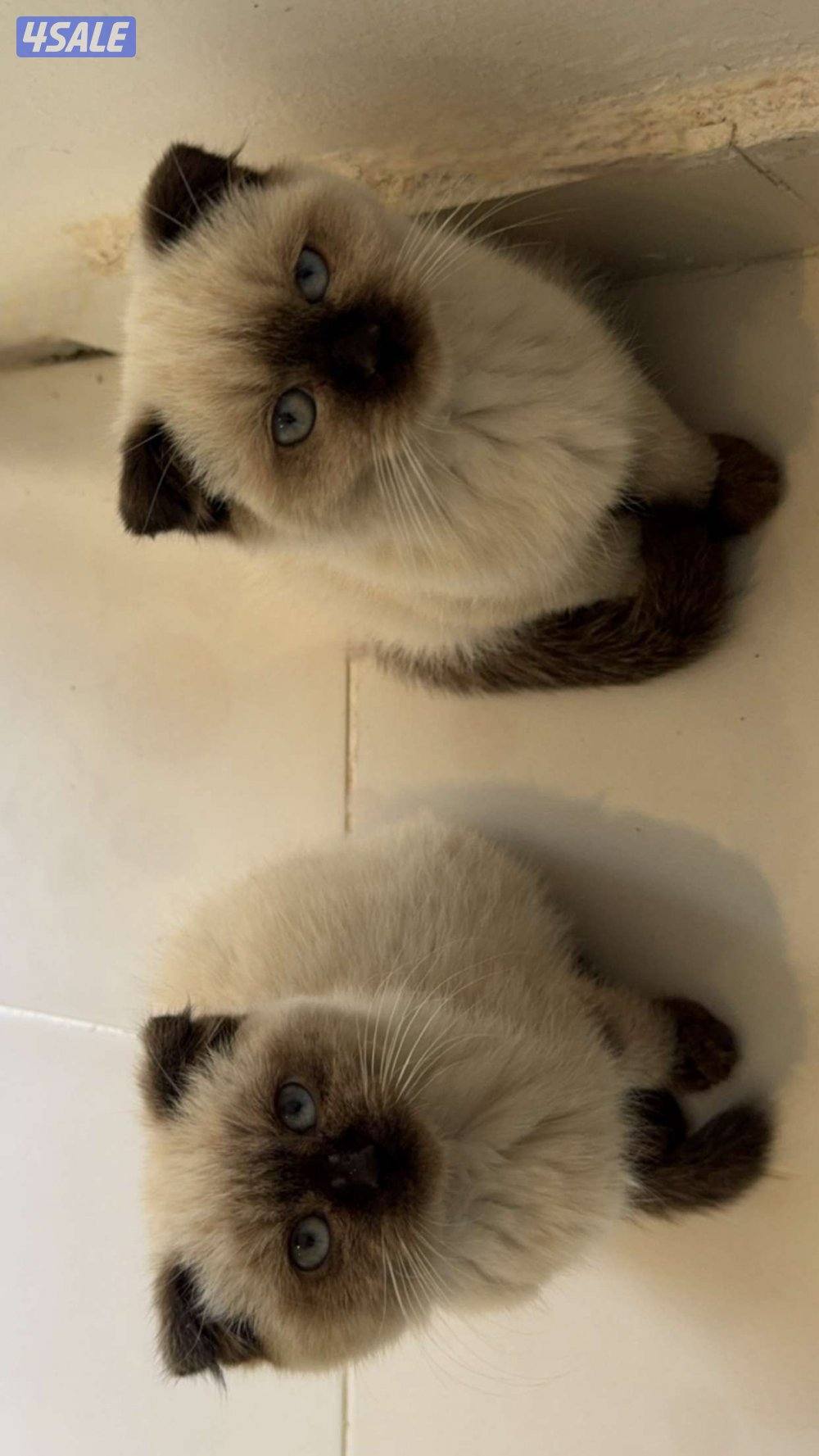 قطط 2 ذكر ونثيه انتاج سيامي وسكوتش دبل فولد للتبني0