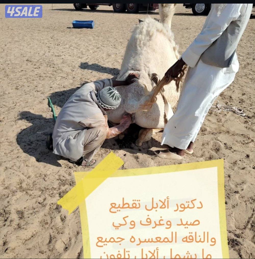 دكتور أبل تقطيع صيد وقرف الناقه المعسر كي جميع ما يشمل الابل0