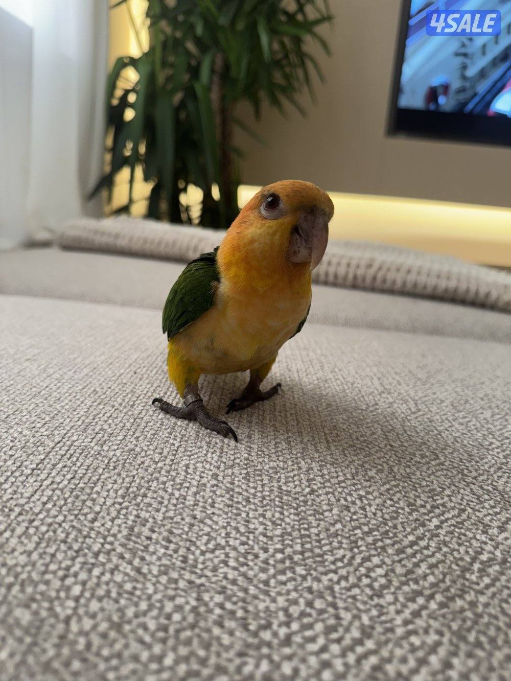 كيك عمر ٥ شهور ربوه انتاج الكويت0