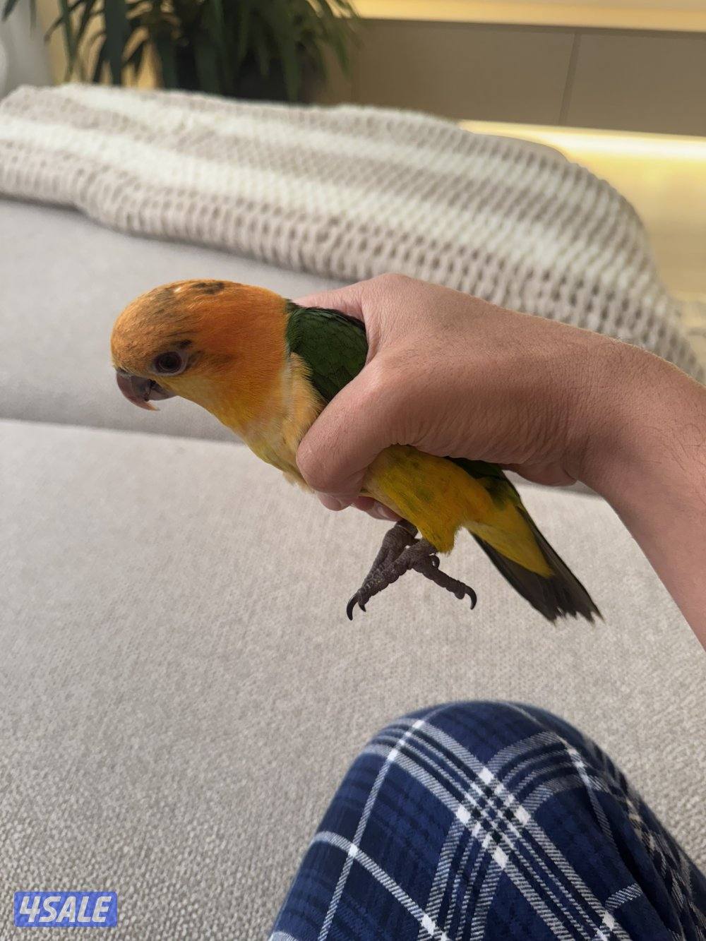 كيك عمر ٥ شهور ربوه انتاج الكويت1