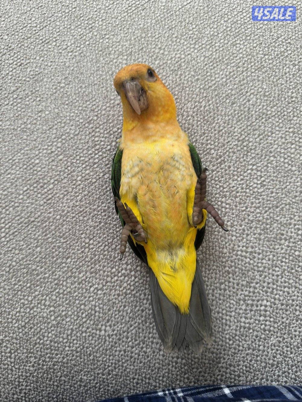 كيك عمر ٥ شهور ربوه انتاج الكويت2