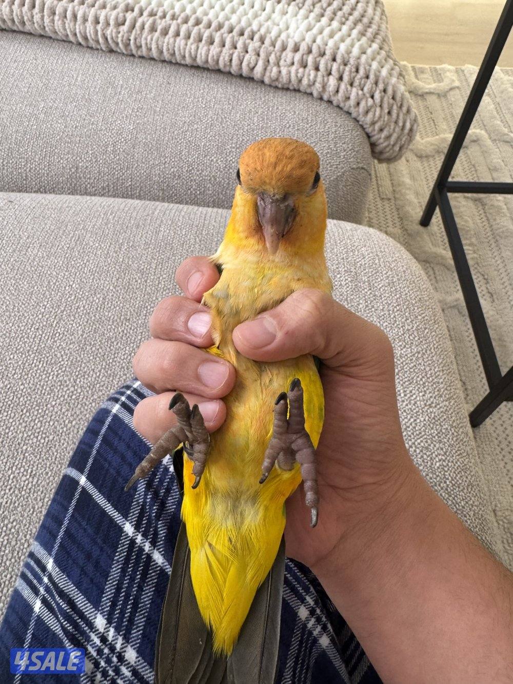 كيك عمر ٥ شهور ربوه انتاج الكويت3