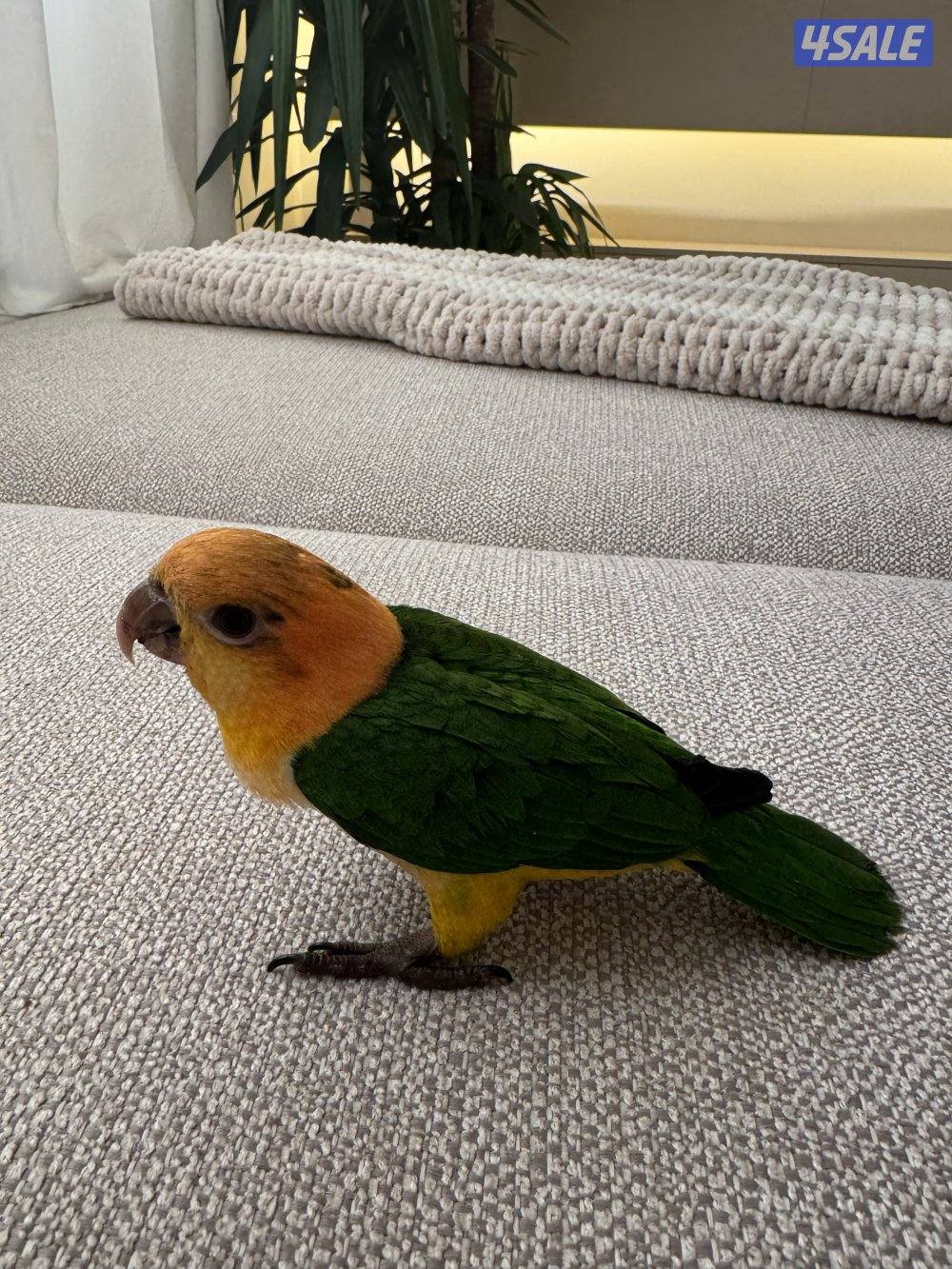 كيك عمر ٥ شهور ربوه انتاج الكويت4