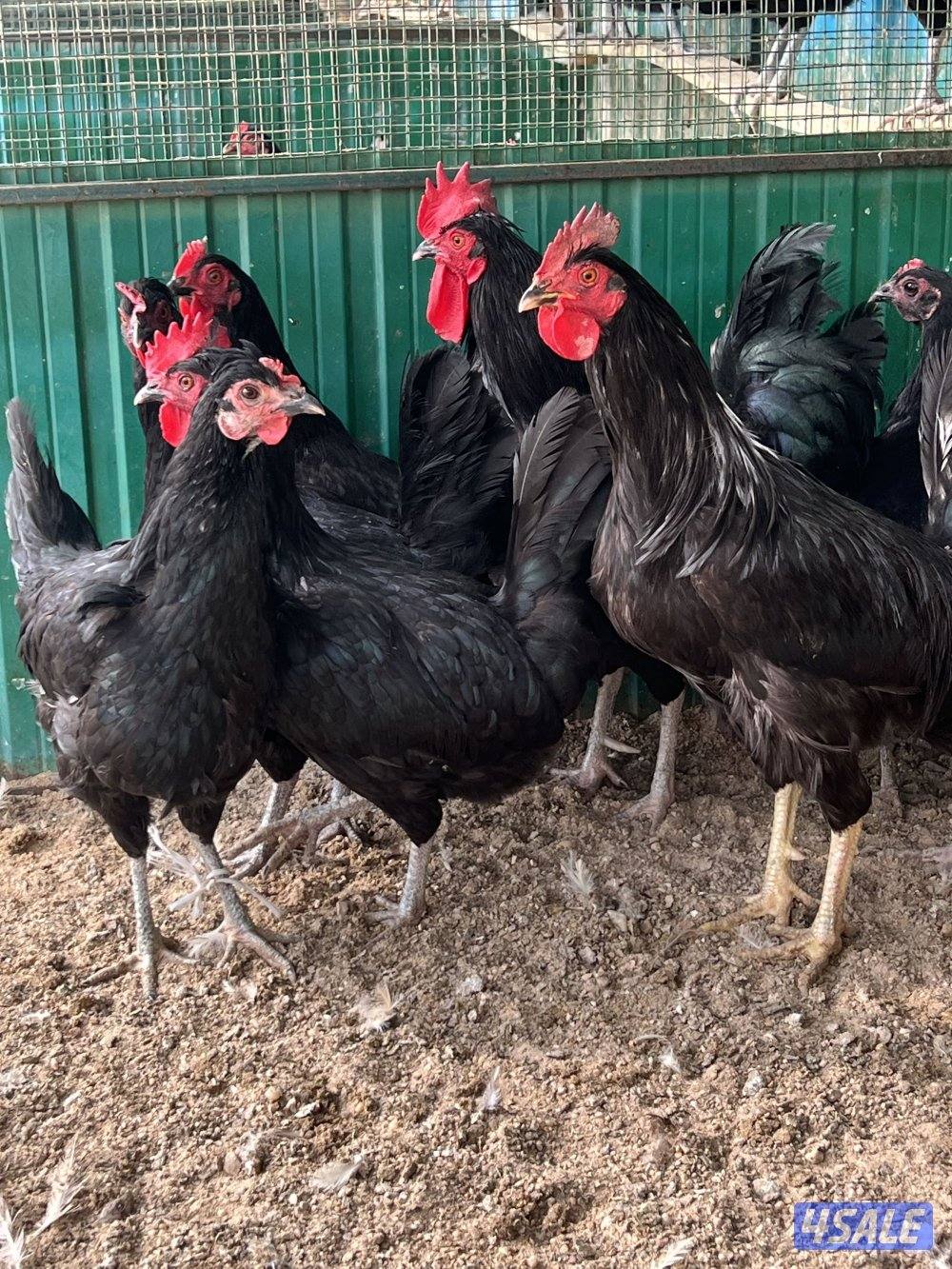 للبيع دجاج عراقي ✅✅✅0