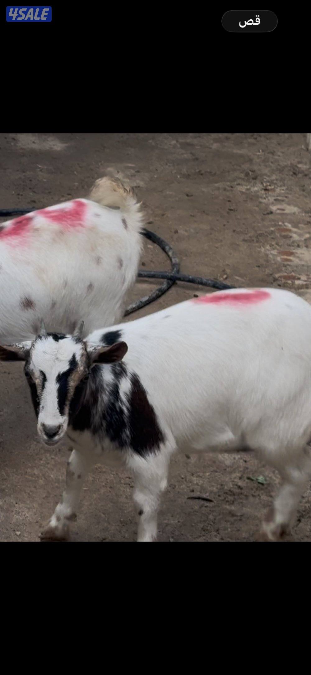 معزا جيكيه حامل0