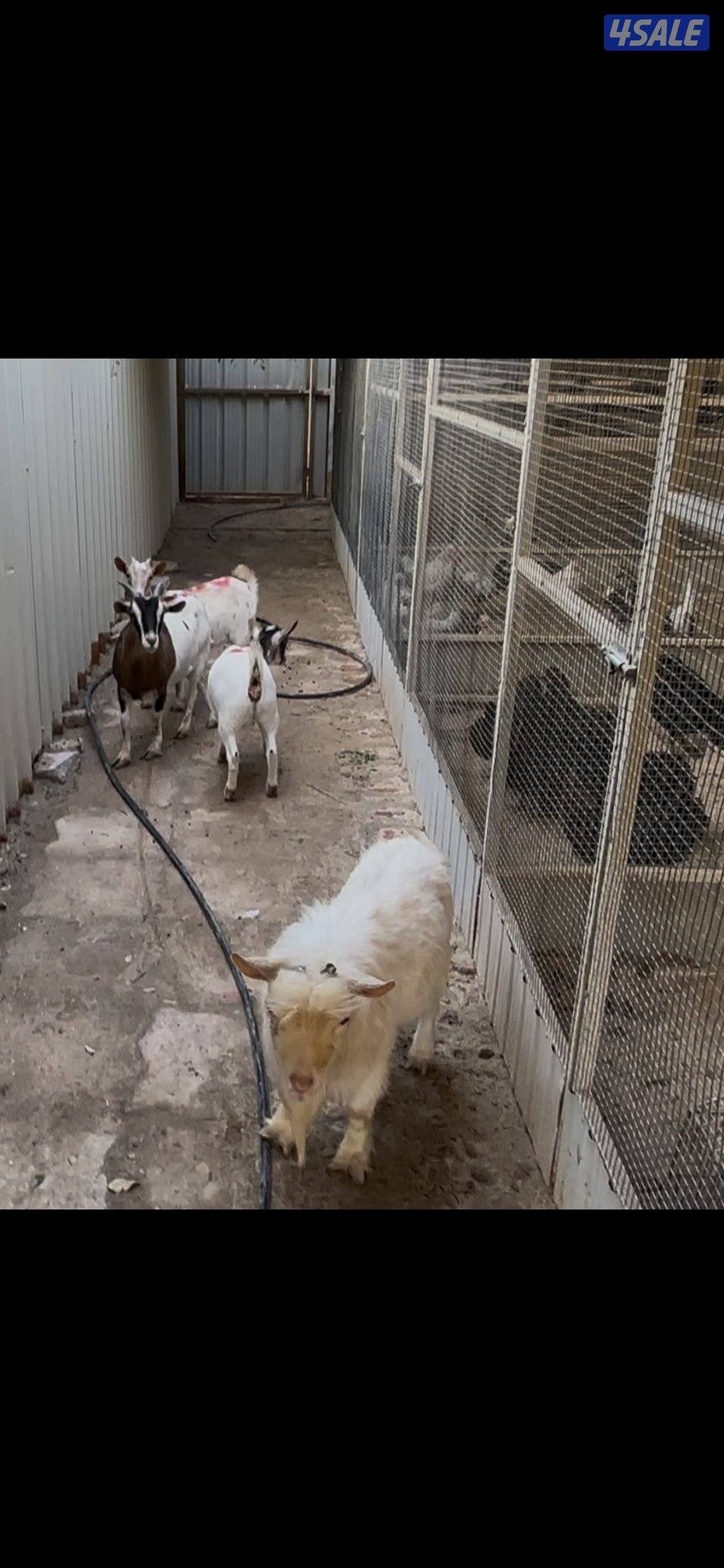 معزا جيكيه حامل1