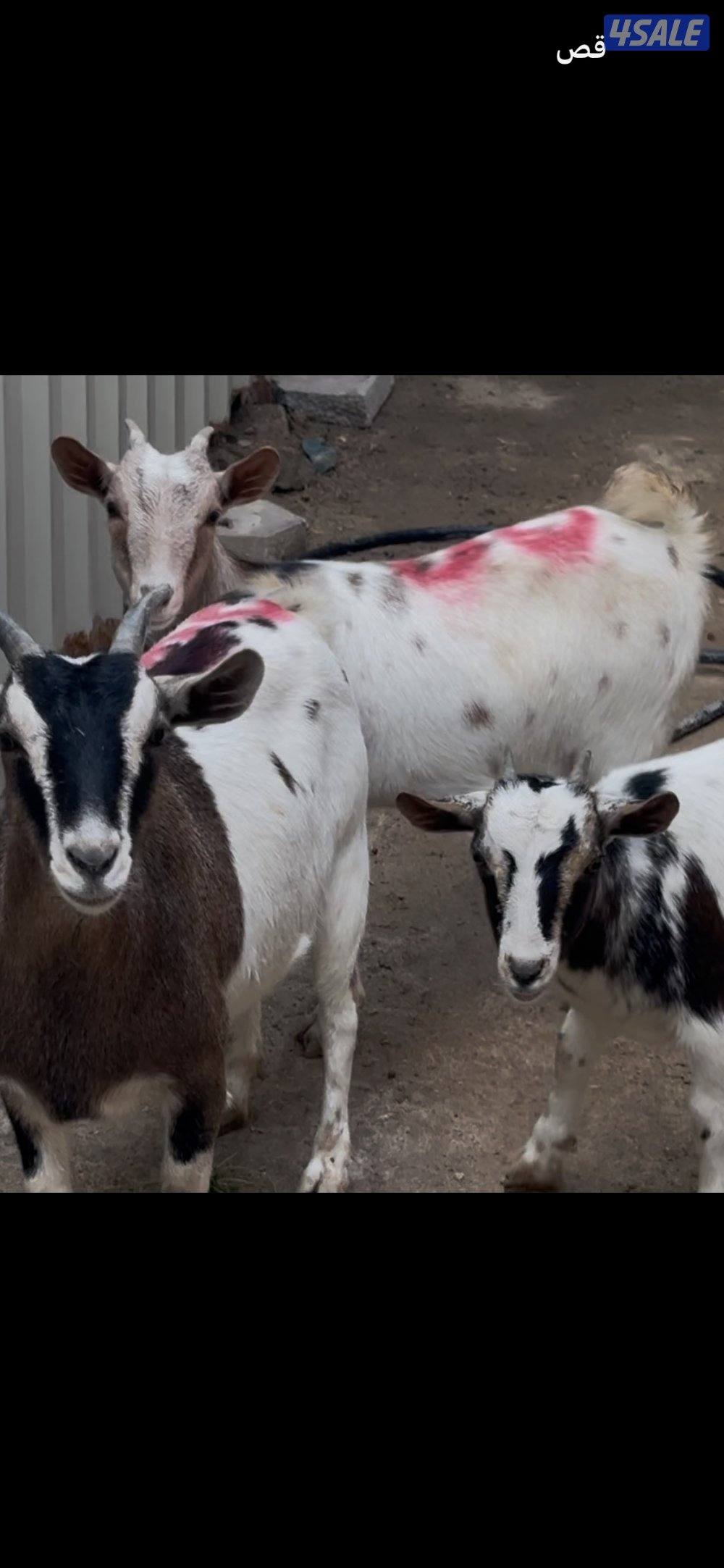 معزا جيكيه حامل2