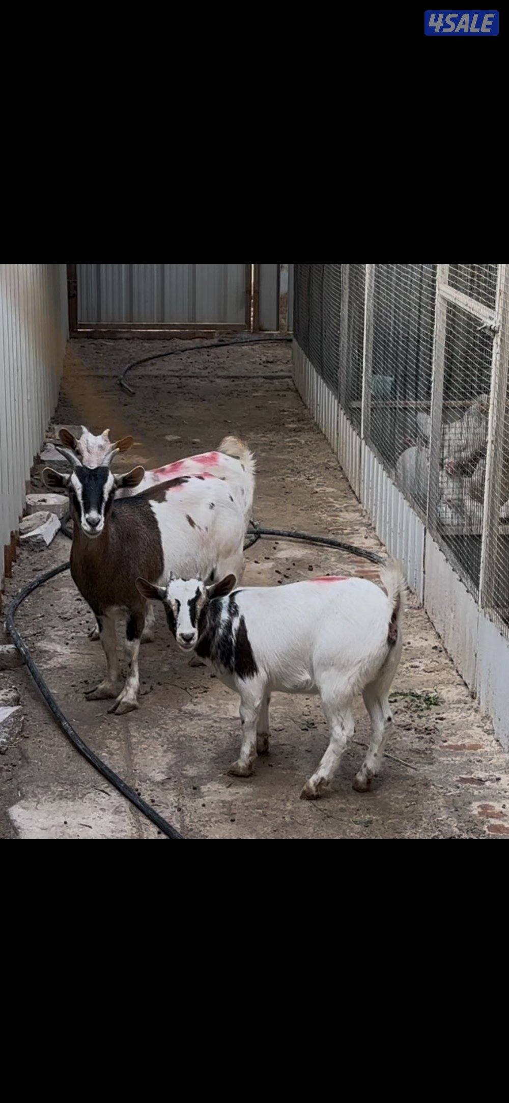 معزا جيكيه حامل3