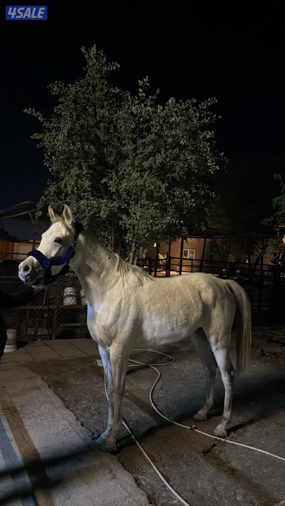 فرس مصريه بيور0