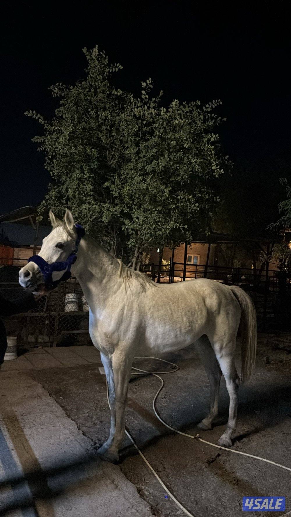 فرس مصريه بيور1