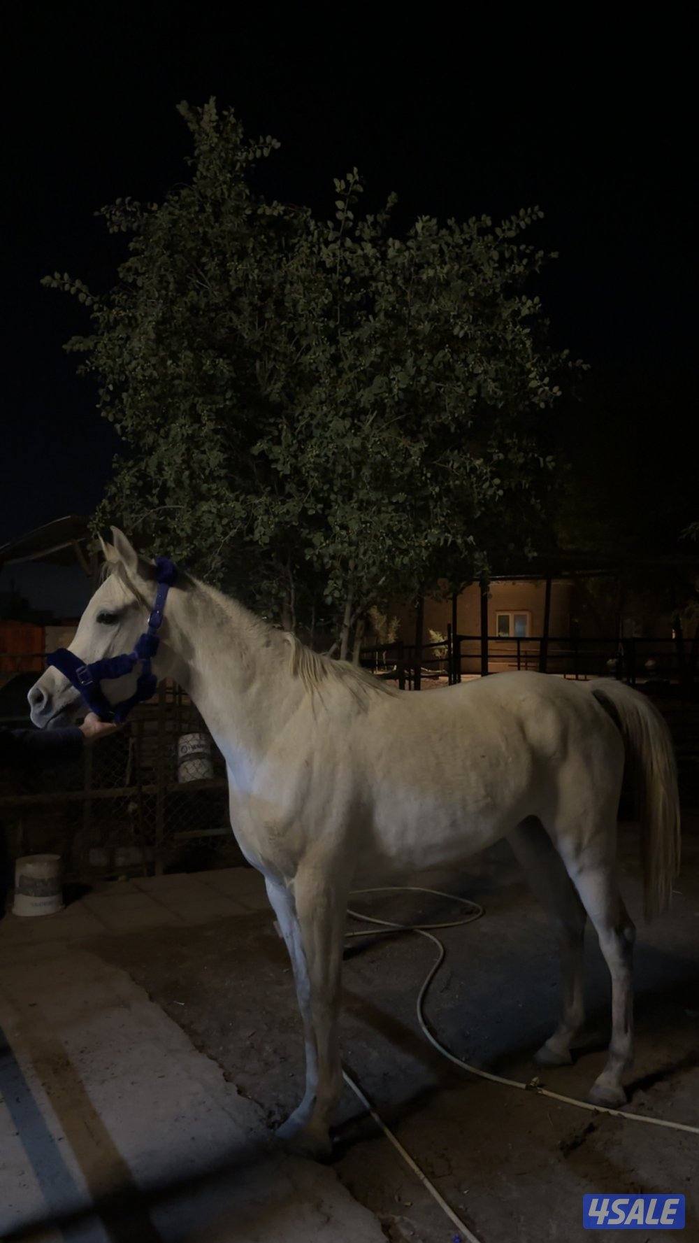 فرس مصريه بيور2