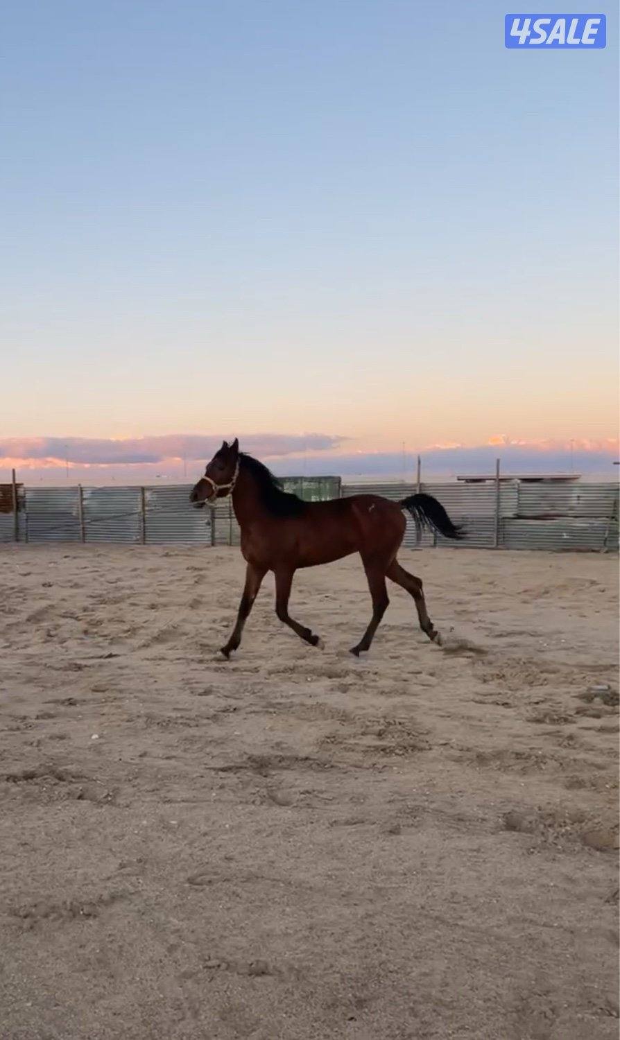 للبيع حصان بلدي شرط السلم العمر تقريبا ٣ سنين0