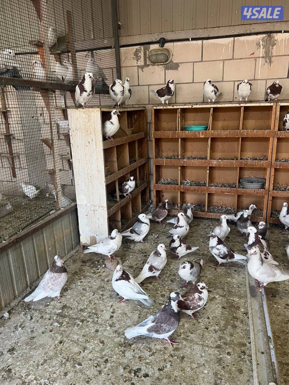 سيلام عليكك للبيع لاحم بيور ابرق0