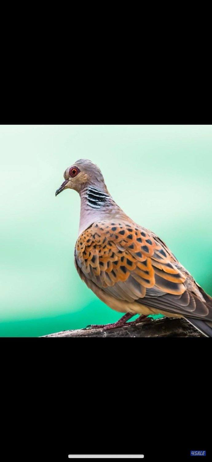 للبيع حمام بر0