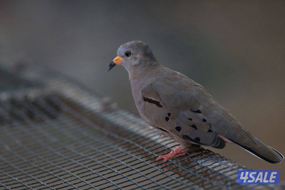 للبيع يمام مكسيكي كركند دوف0