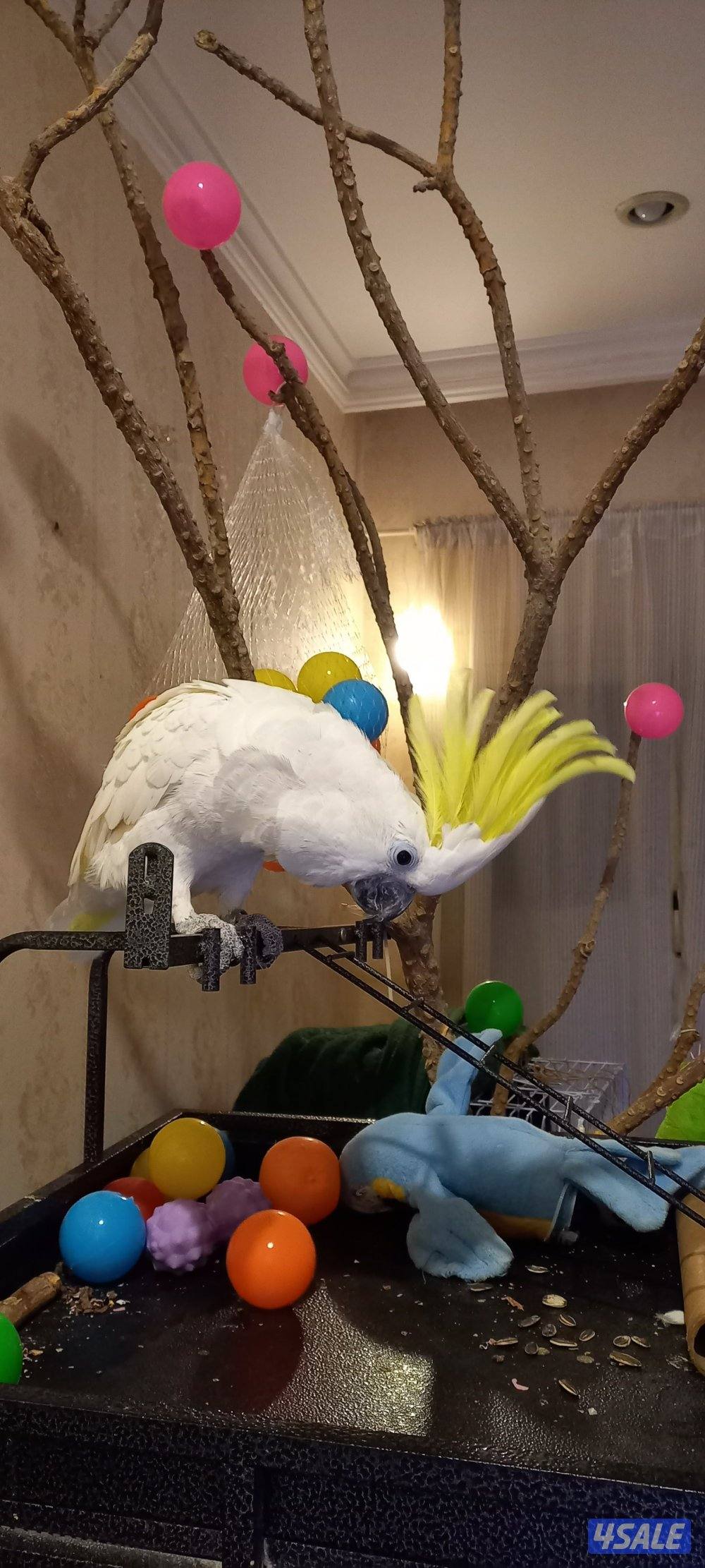 كوكاتو  سلفر كرست0