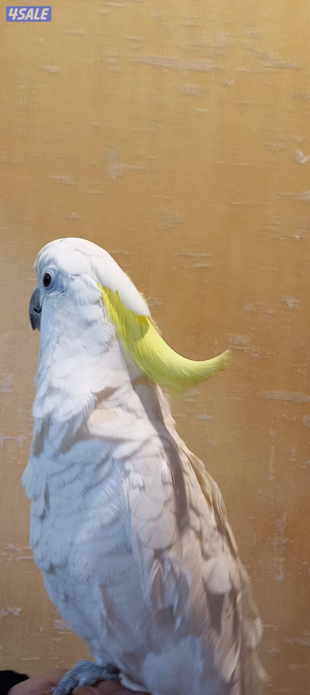 كوكاتو  سلفر كرست1