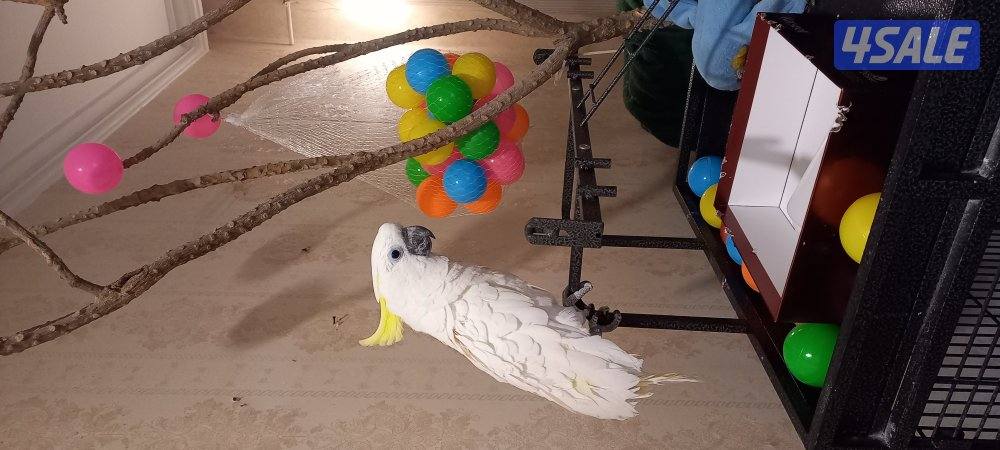 كوكاتو  سلفر كرست2