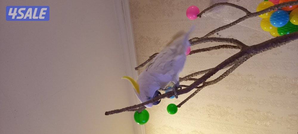 كوكاتو  سلفر كرست3