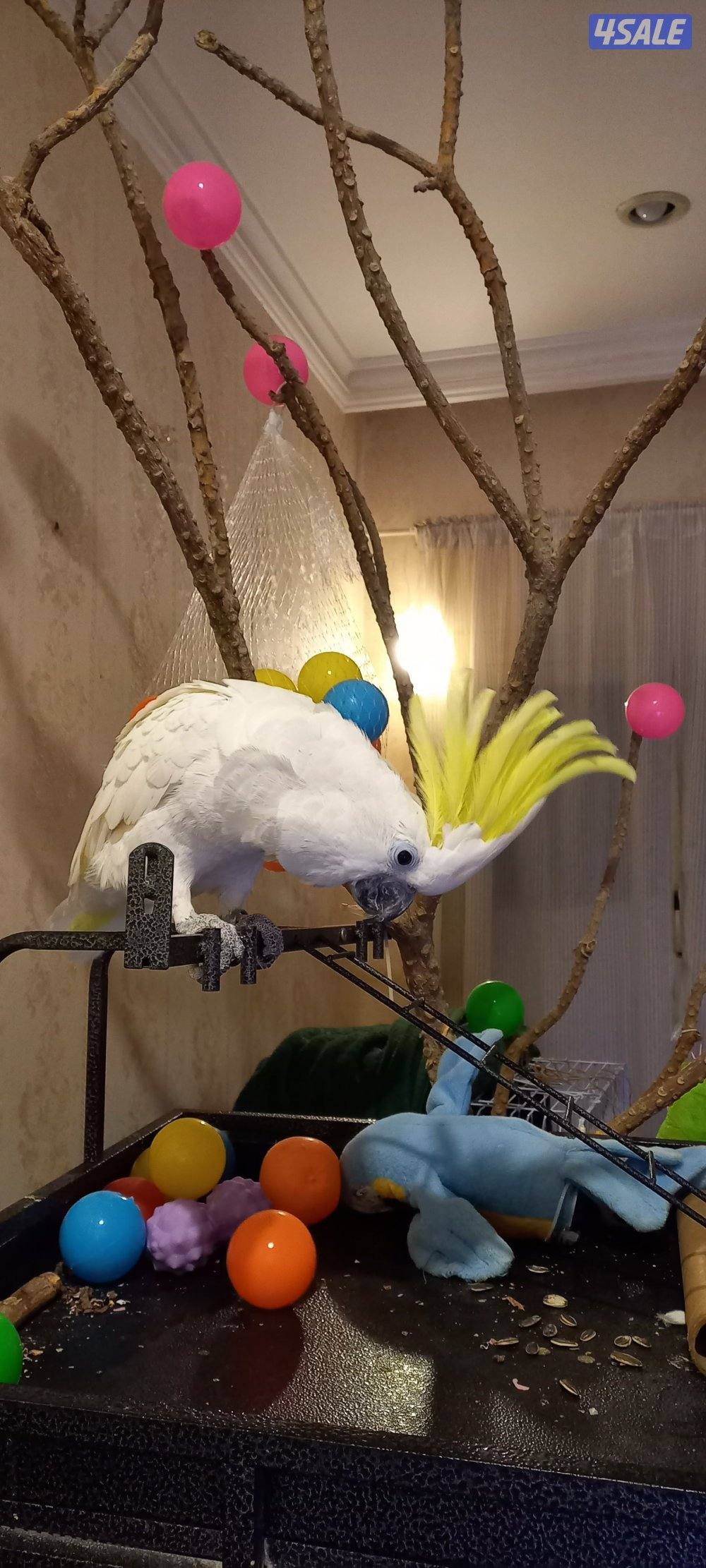 كوكاتو  سلفر كرست4