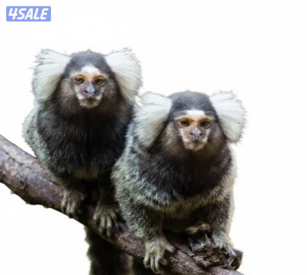 مطلوب مارموسيت0