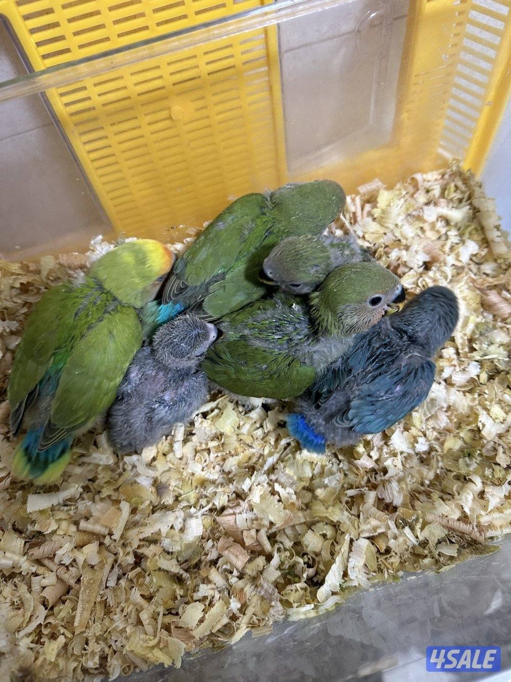 للبيع فروخ لوف بيرد1