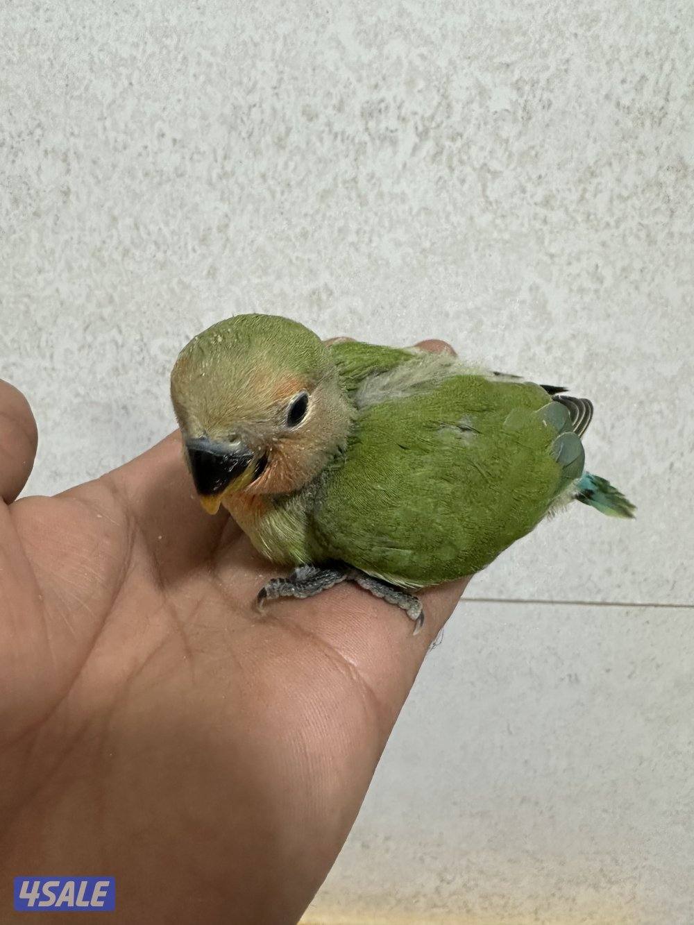 للبيع فروخ لوف بيرد2