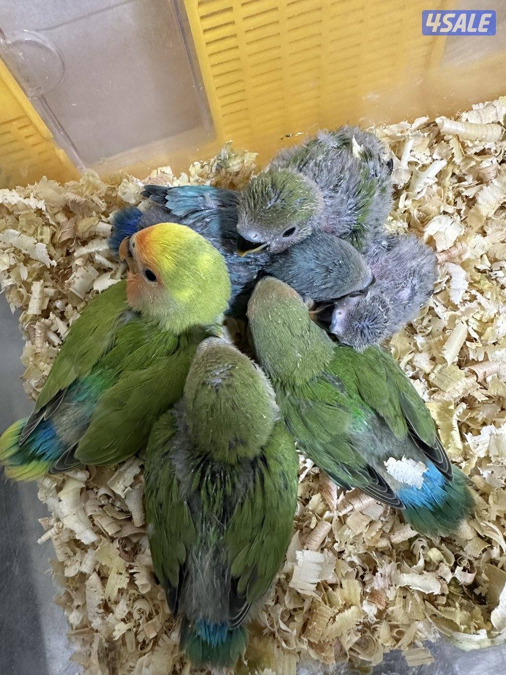 للبيع فروخ لوف بيرد3