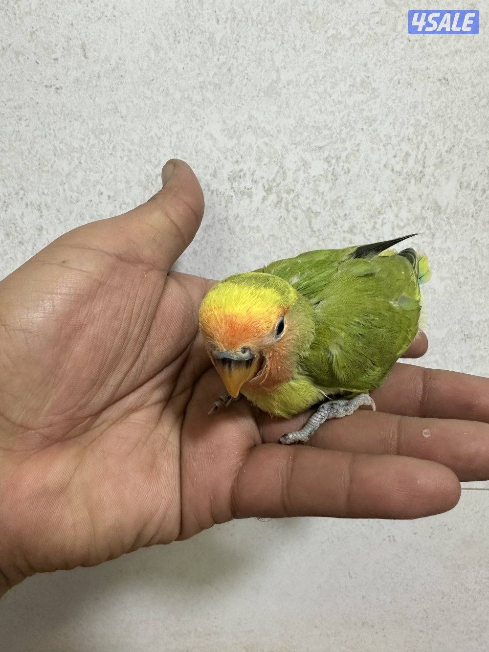 للبيع فروخ لوف بيرد4