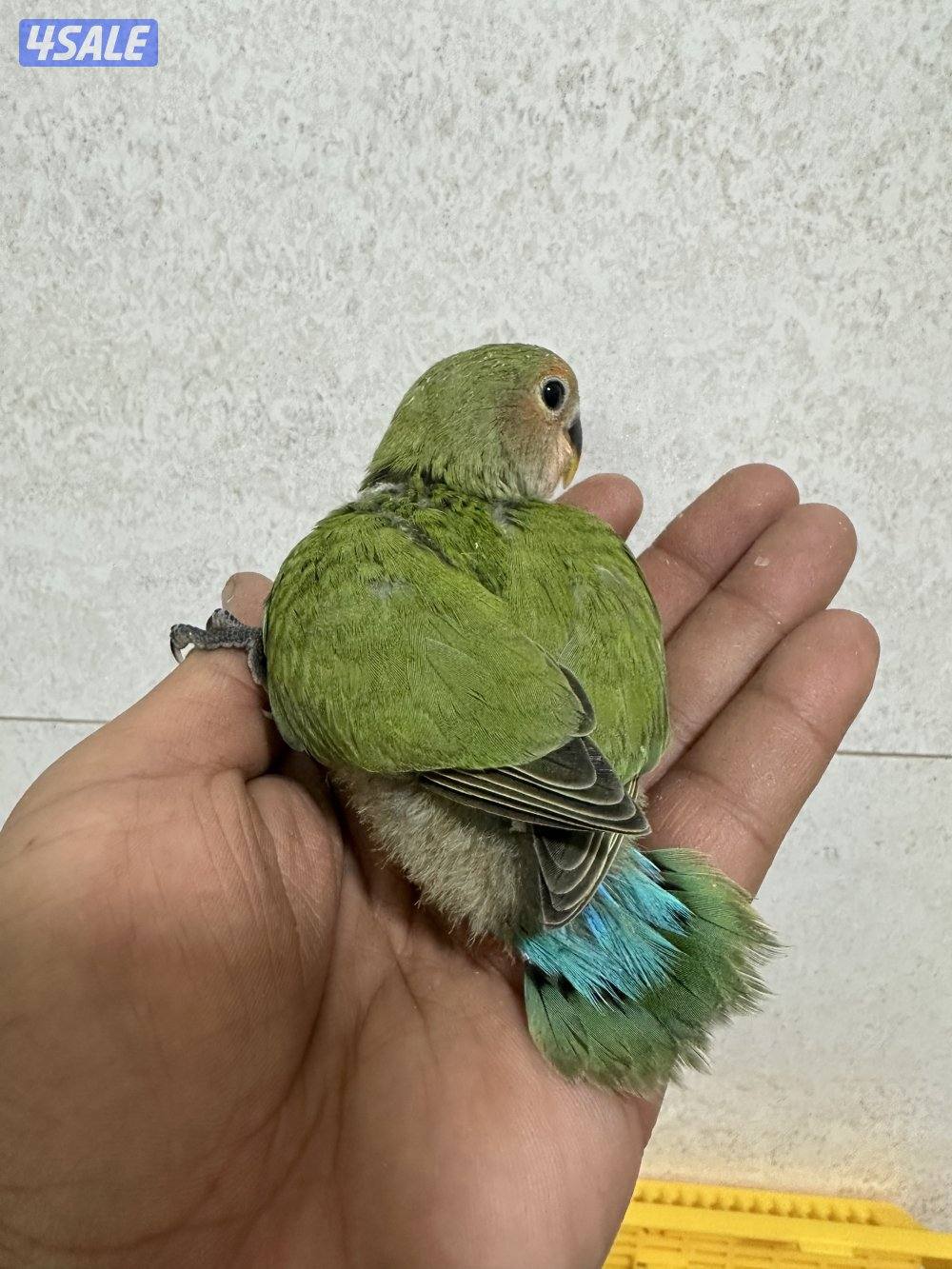 للبيع فروخ لوف بيرد5