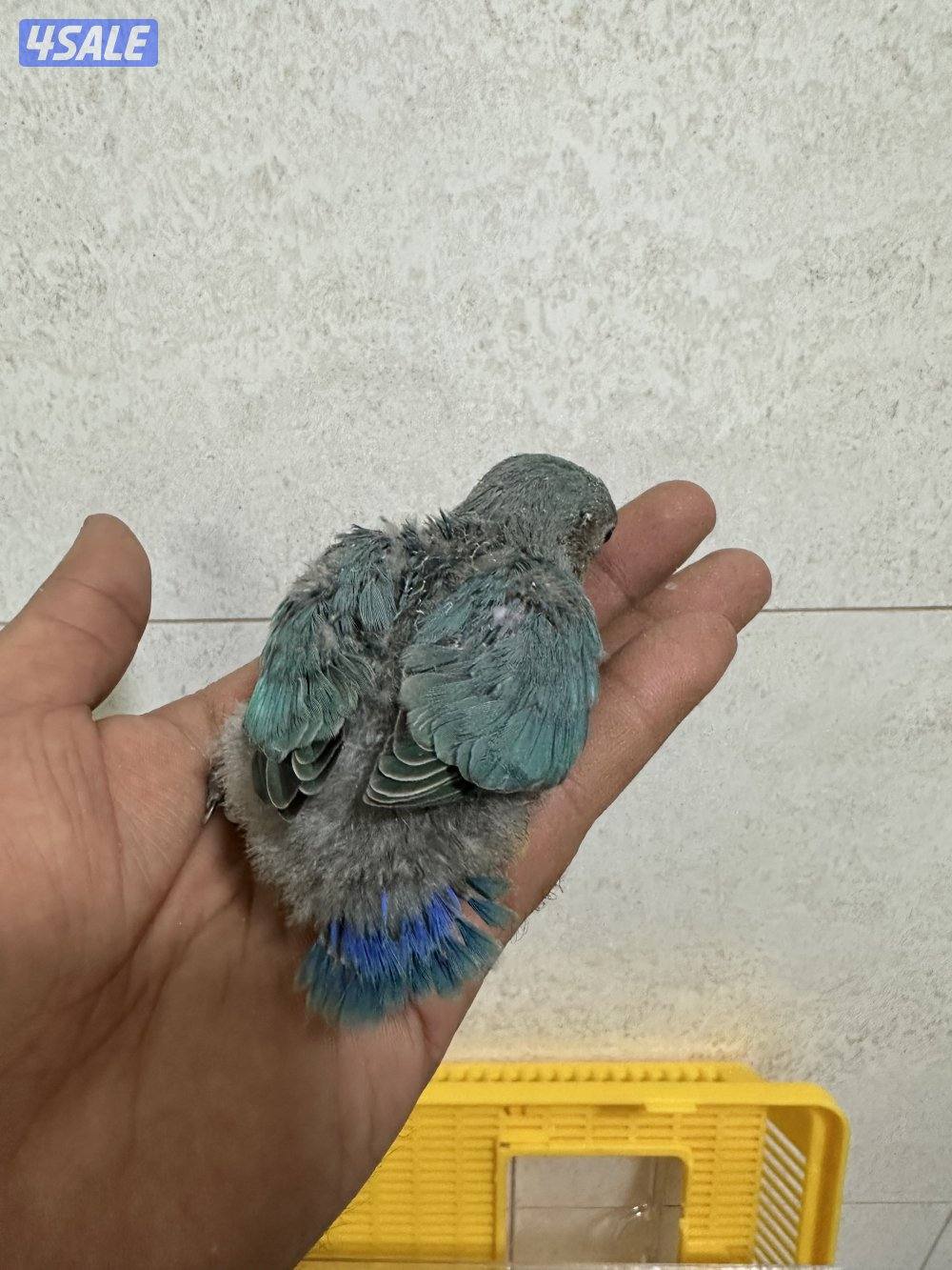 للبيع فروخ لوف بيرد6