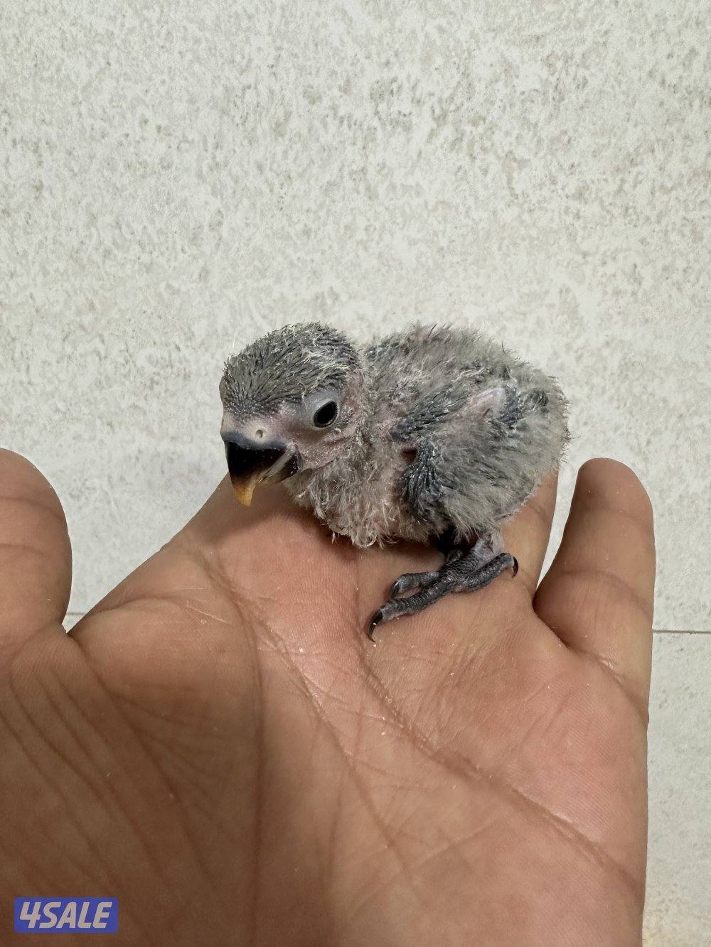 للبيع فروخ لوف بيرد7