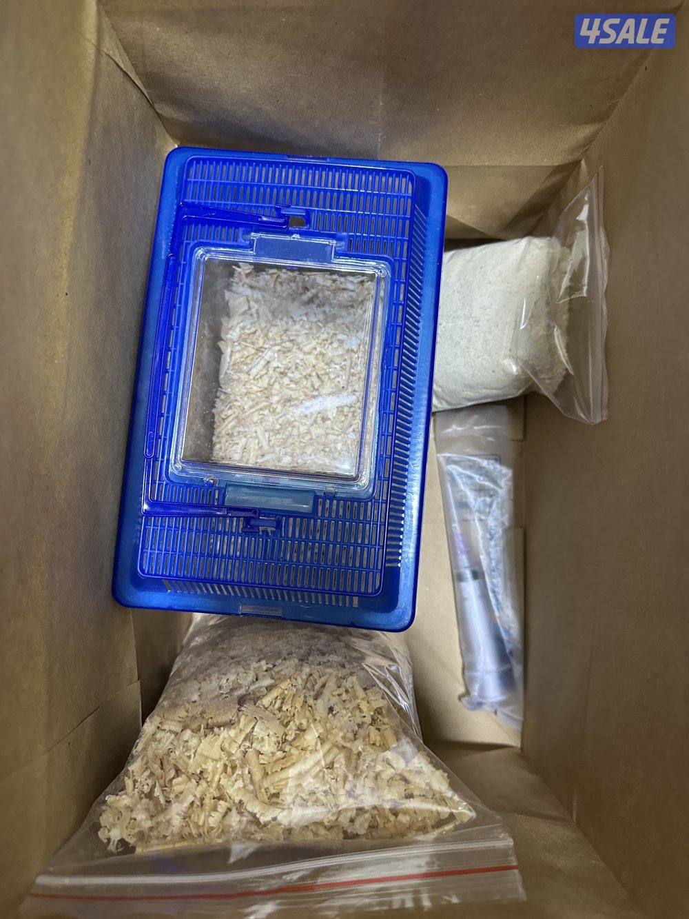 للبيع فروخ لوف بيرد8