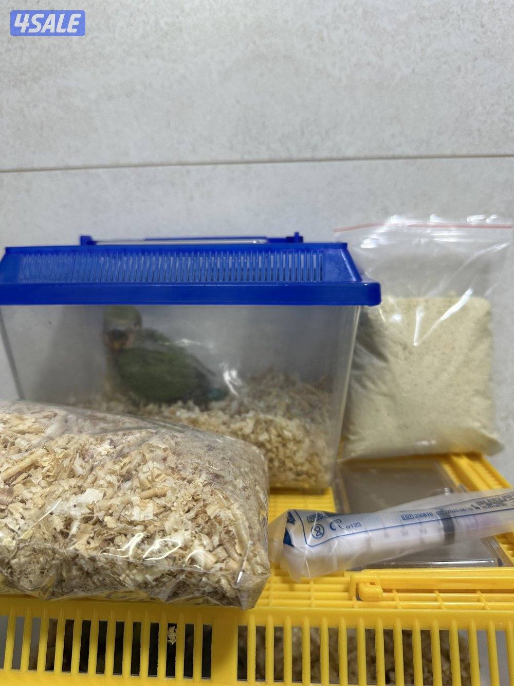 للبيع فروخ لوف بيرد9