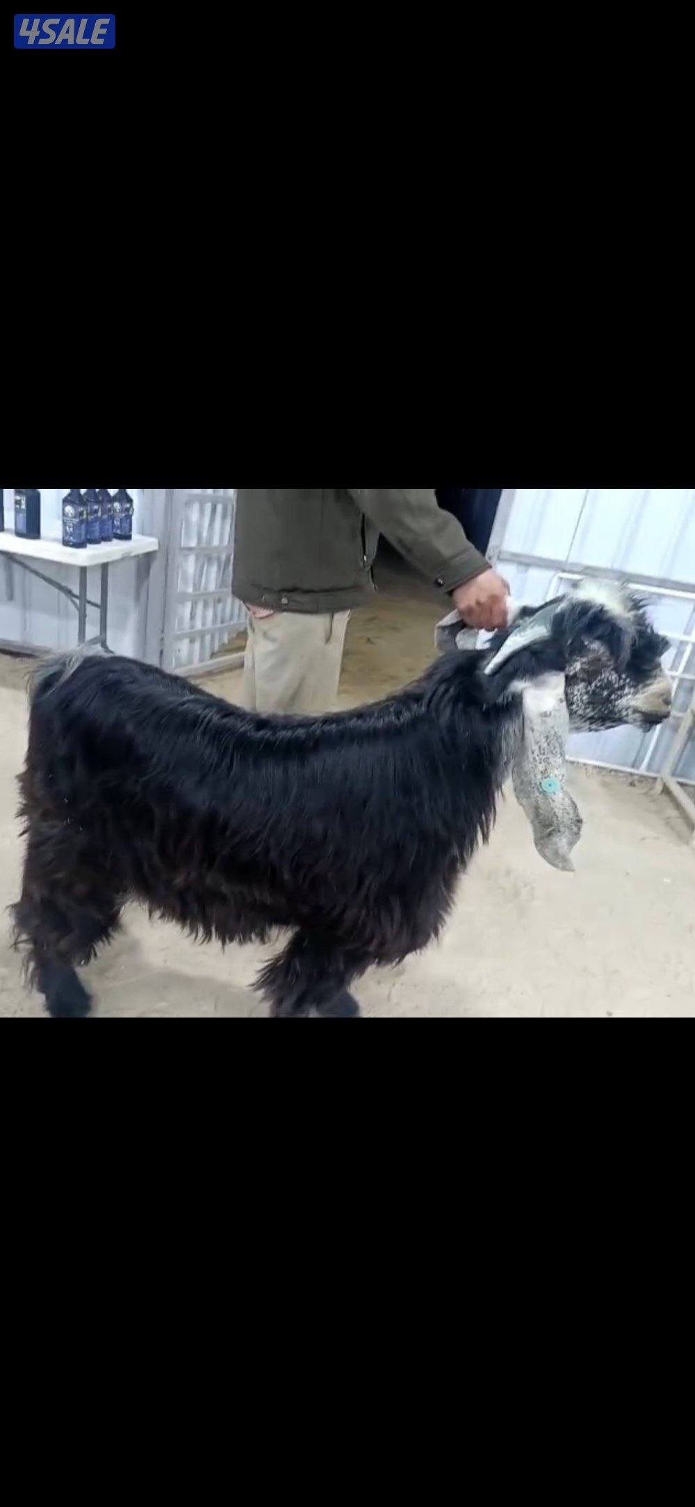 للبيع فحل كفو عارضي معرف0