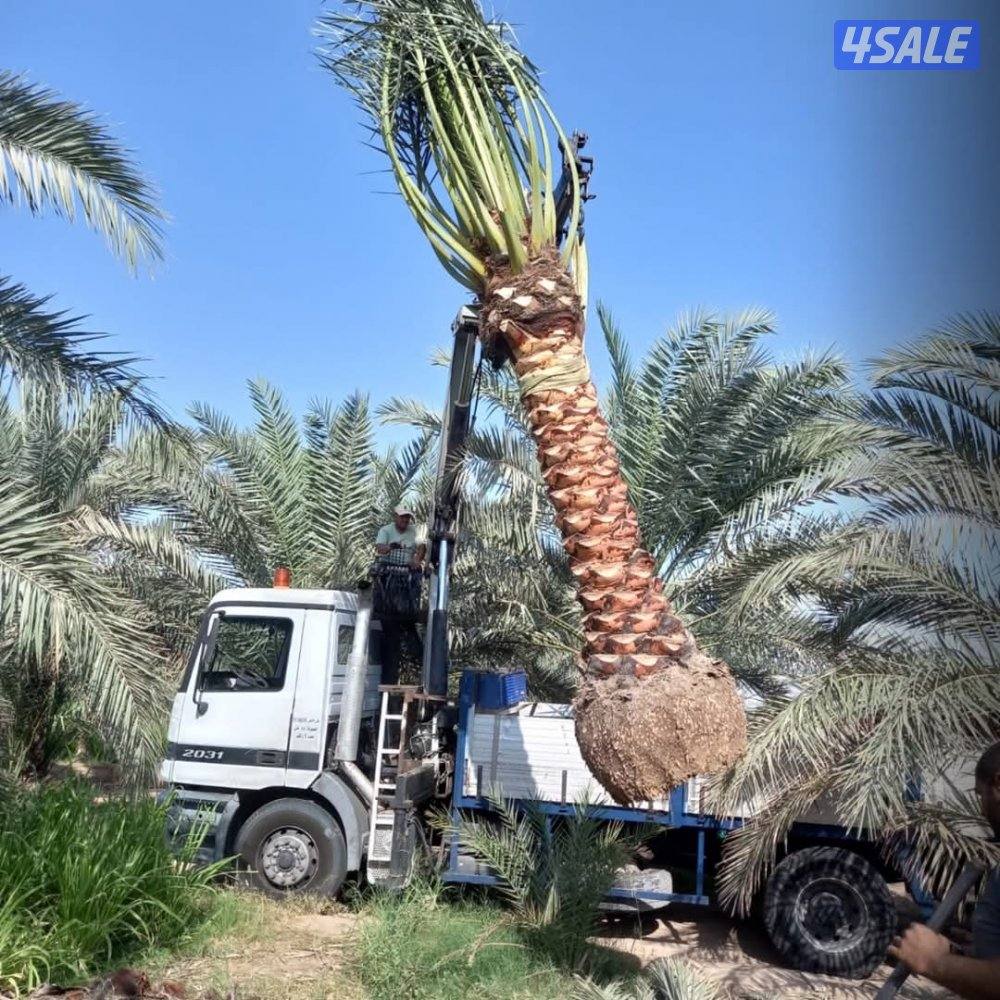 تنسيق حدائق3