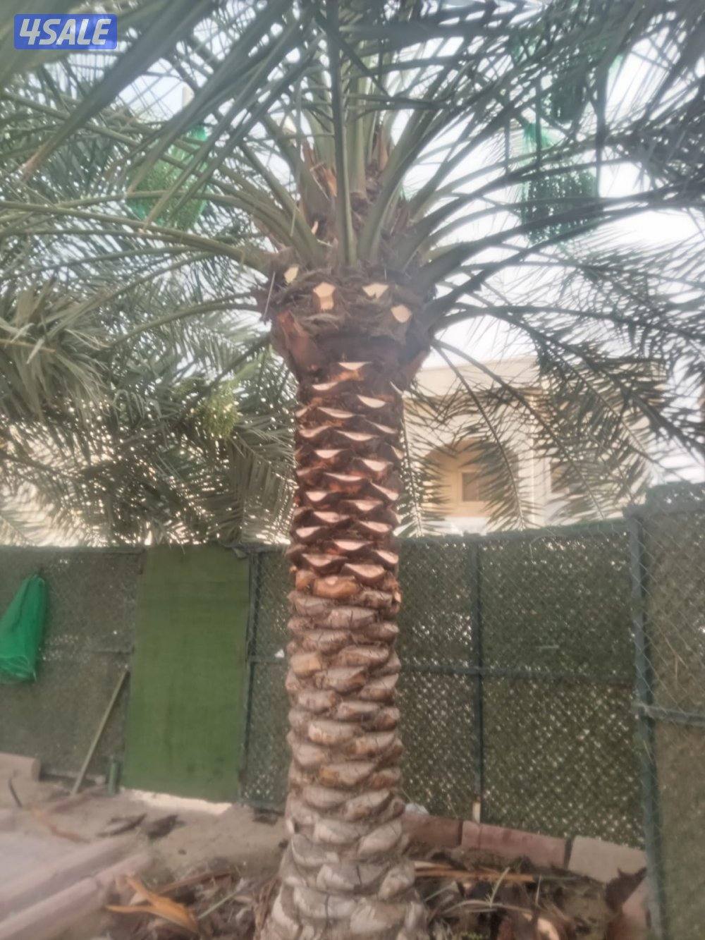 تنسيق حدائق7