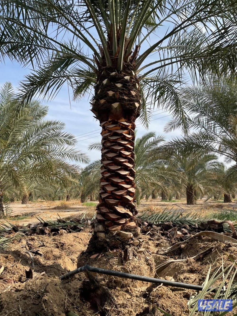 تنسيق حدائق8