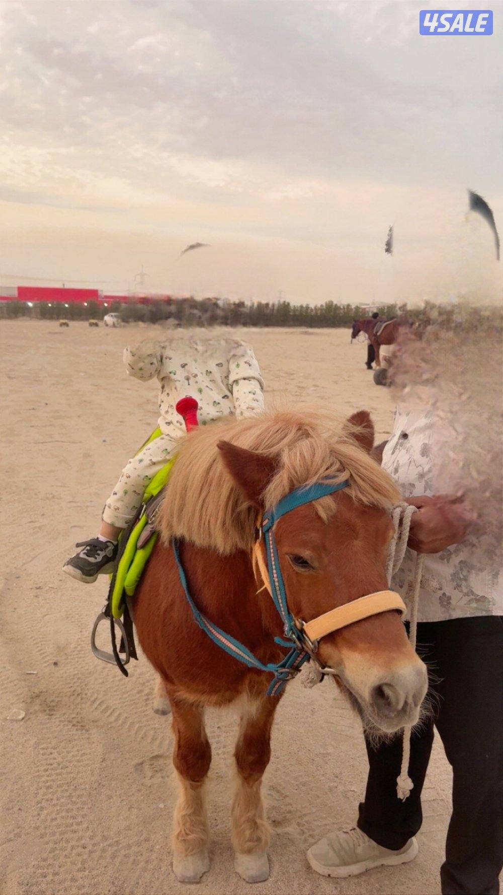 اجار بوني حصان حنطور جميع مناطق الكويت0