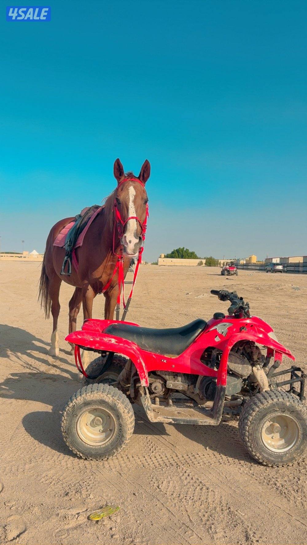 اجار بوني حصان حنطور جميع مناطق الكويت1